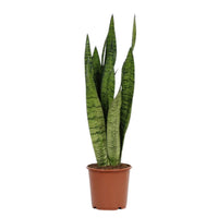 Sansevieria Zeylanica