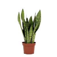 Sansevieria Zeylanica