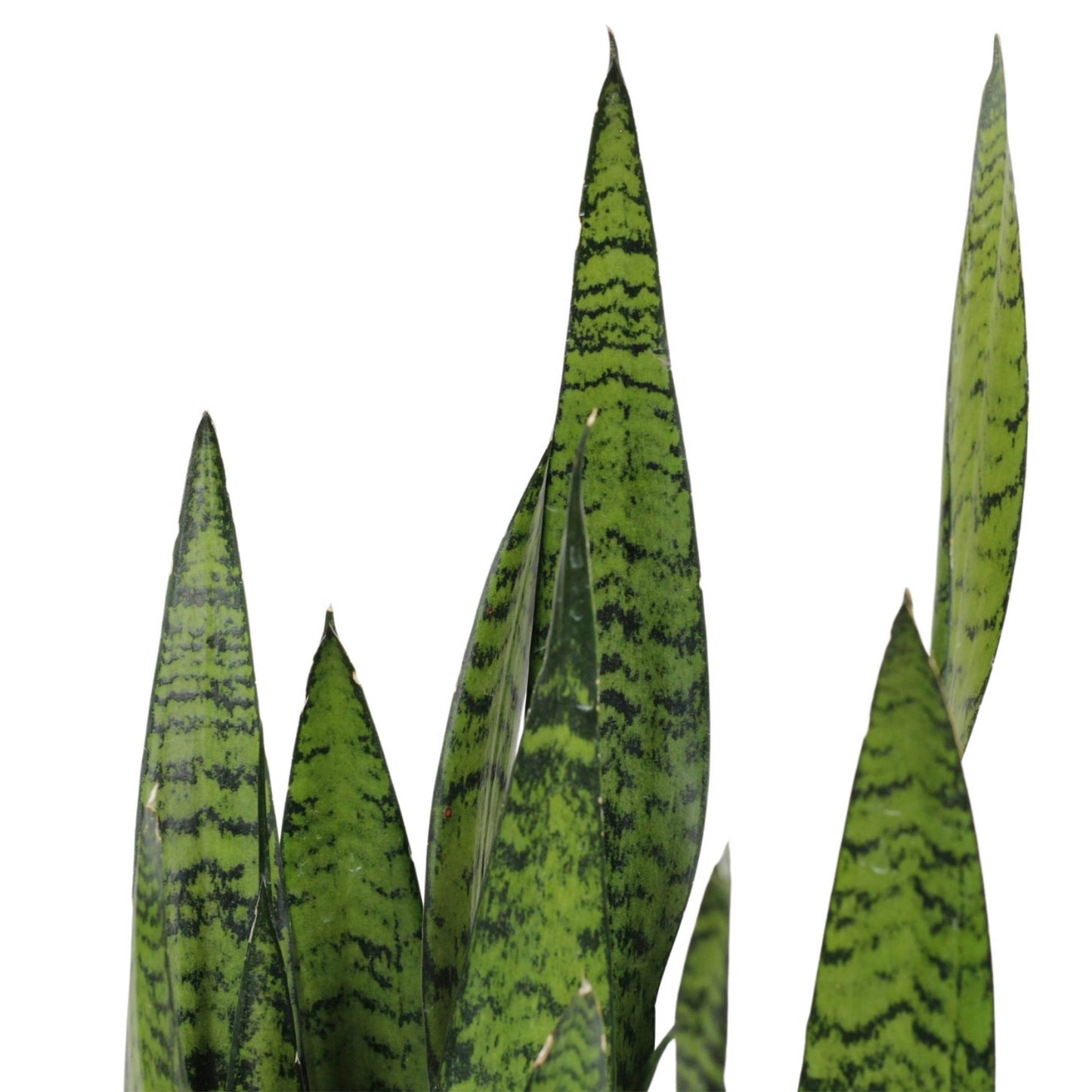 Sansevieria Zeylanica