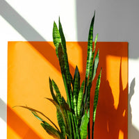 Sansevieria Zeylanica