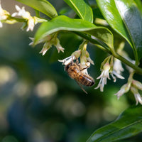 Sweet Box Plant