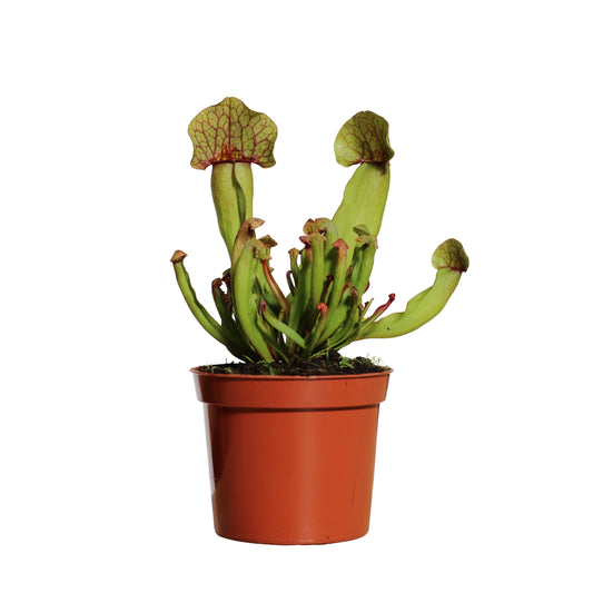 Sarracenia