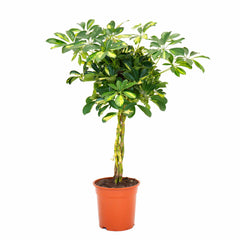 Schefflera