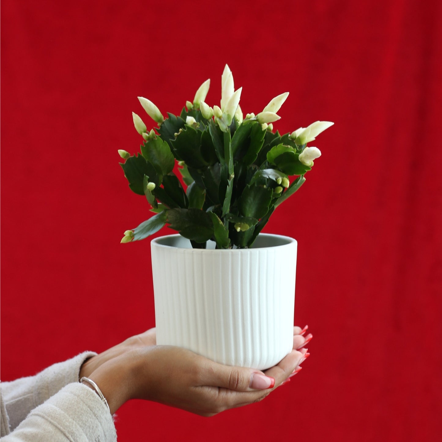 Christmas Cactus | Schlumbergera