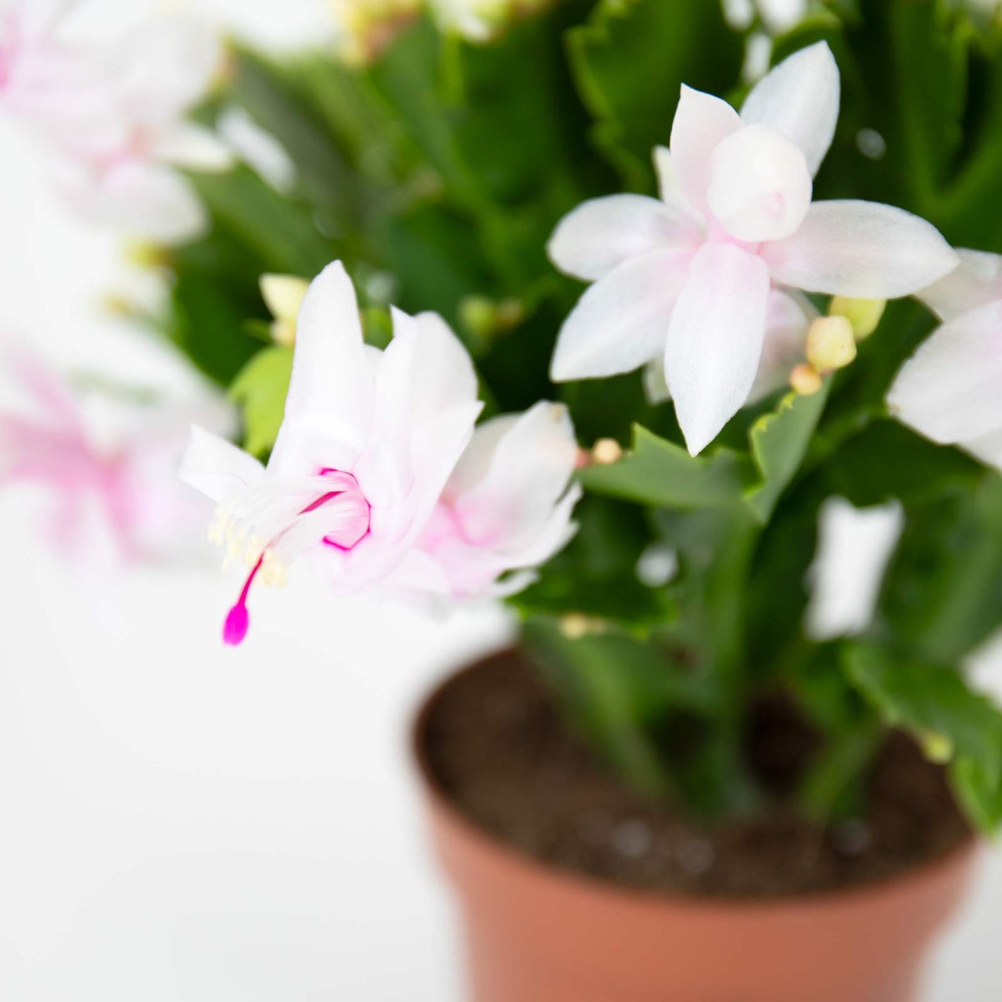 Christmas Cactus | Schlumbergera