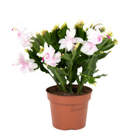 Christmas Cactus | Schlumbergera