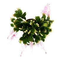 Christmas Cactus | Schlumbergera