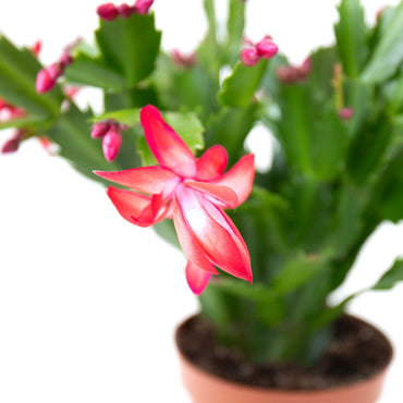 Cato de Natal | Schlumbergera