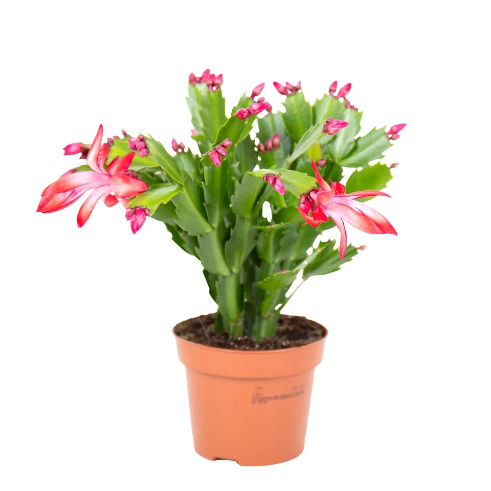 Cato de Natal | Schlumbergera