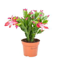Christmas Cactus | Schlumbergera