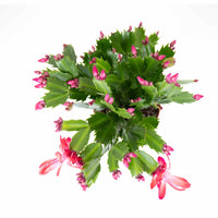 Christmas Cactus | Schlumbergera