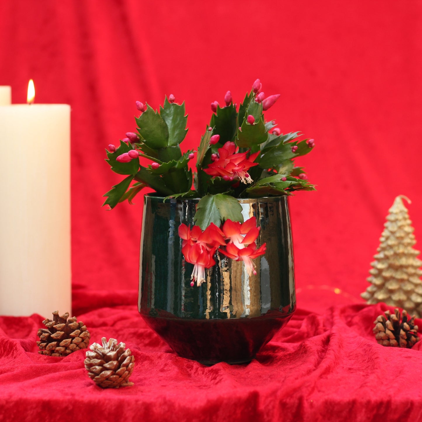 Christmas Cactus | Schlumbergera