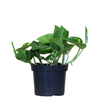 Scindapsus Aureum