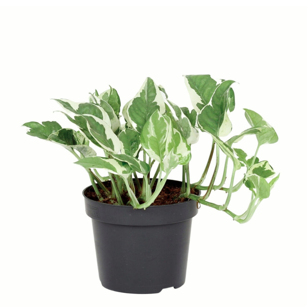 Scindapsus N'Joy