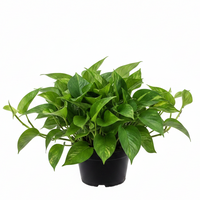 Scindapsus Aureum