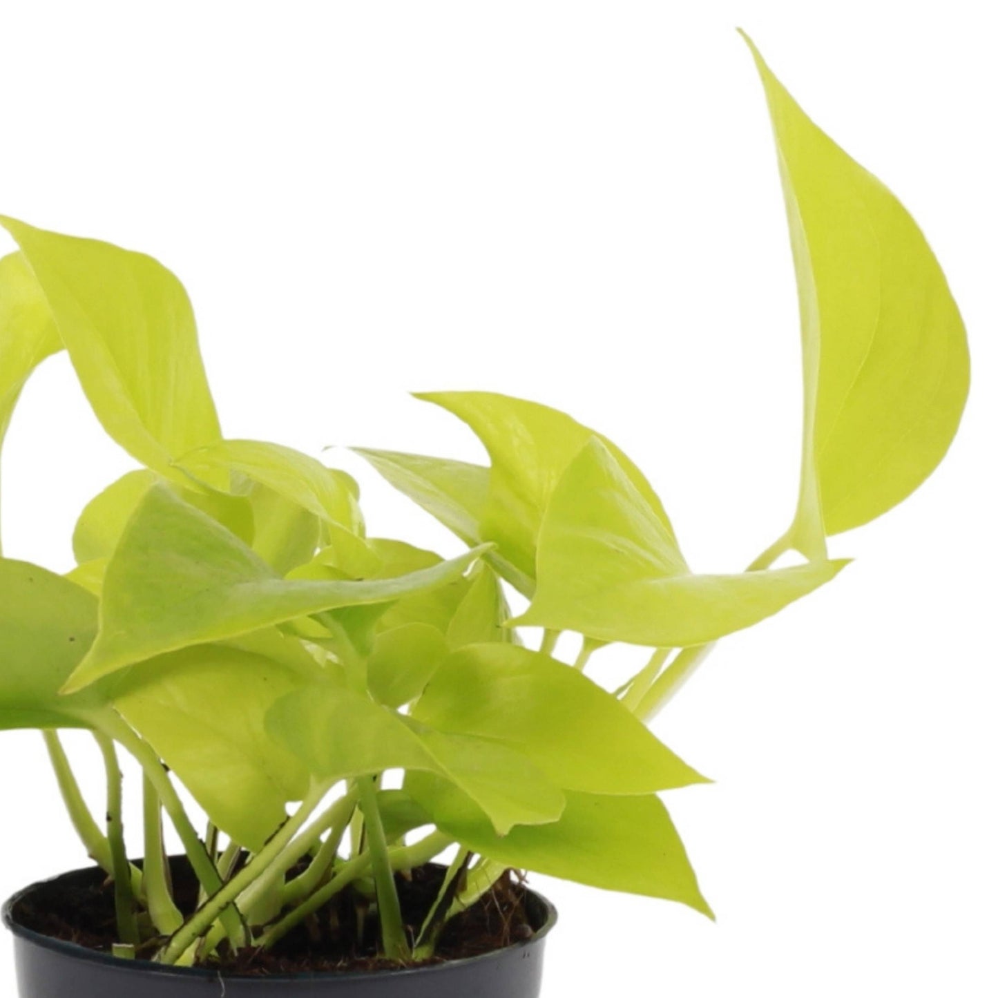 Scindapsus Golden Pothos