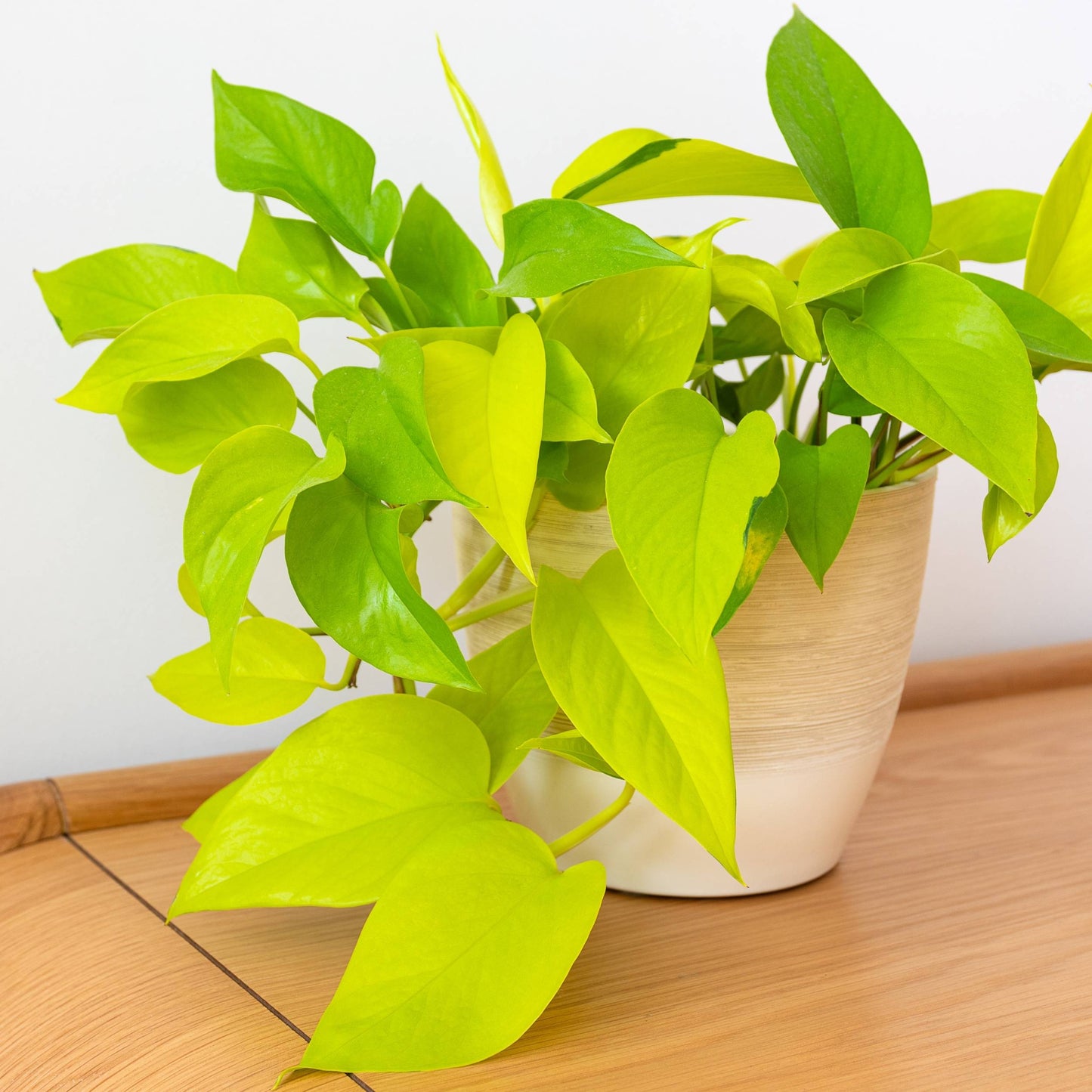 Scindapsus Golden Pothos