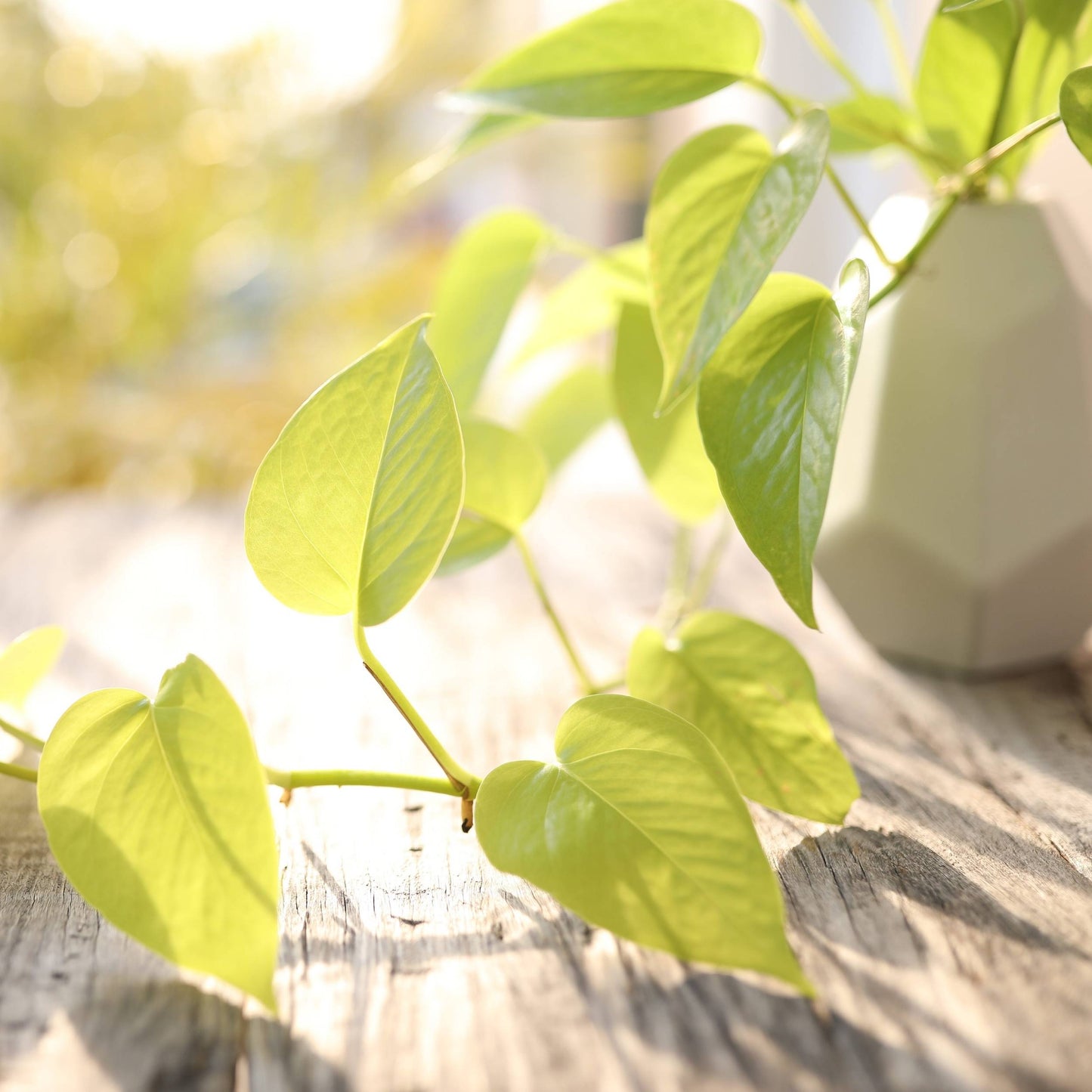 Scindapsus Golden Pothos