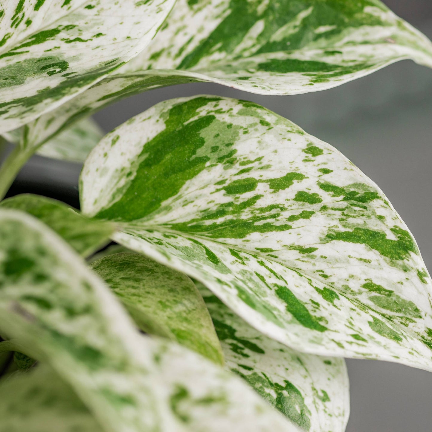 Scindapsus Marble Queen