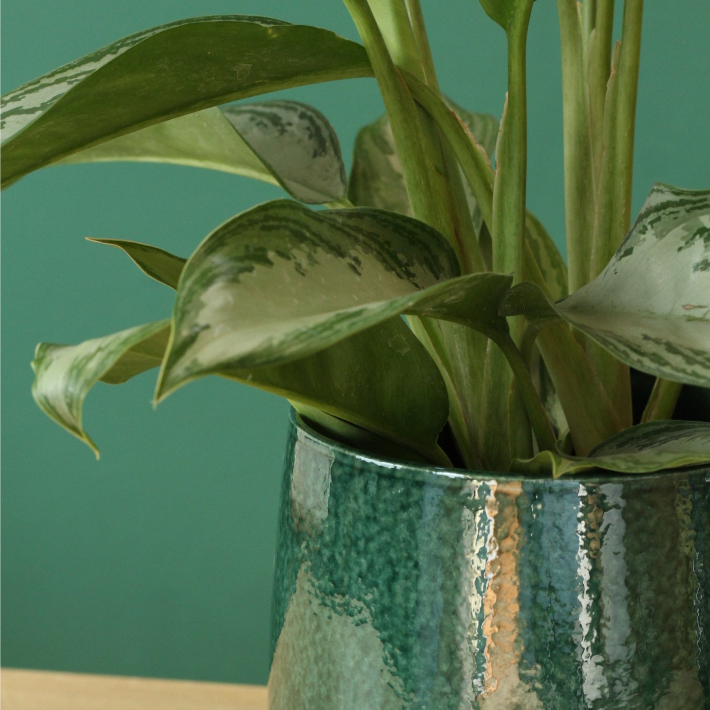 Aglaonema Silver Bay