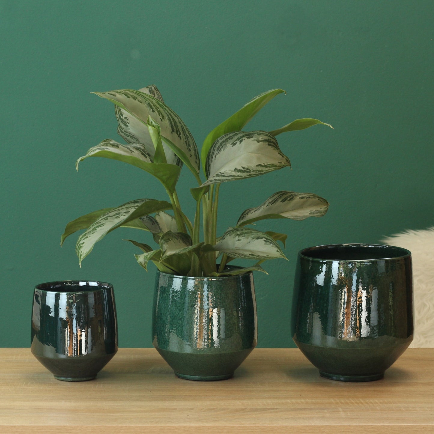 Aglaonema Silver Bay