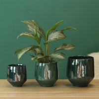 Aglaonema Silver Bay