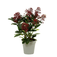 Skimmia Japonica Rubella