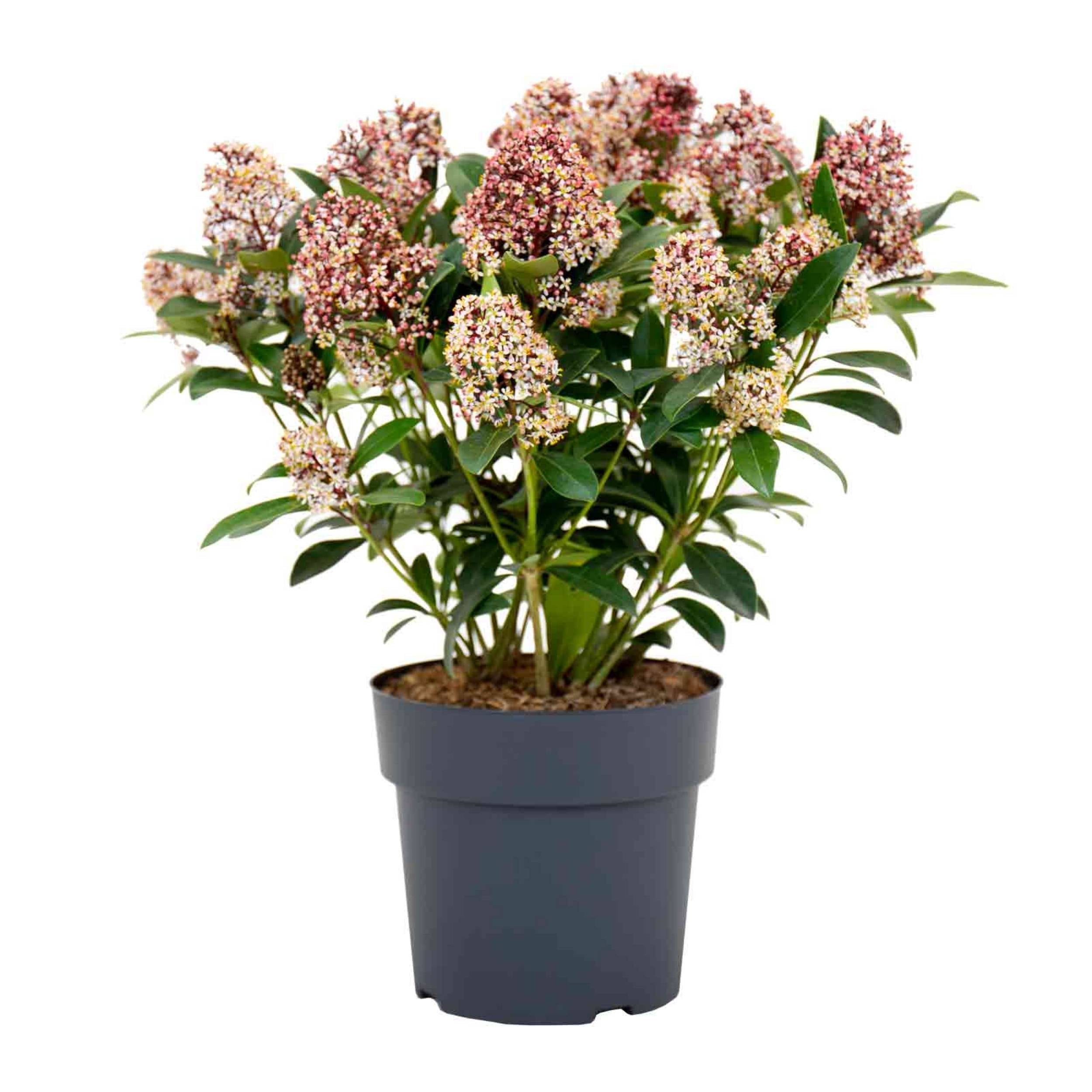 planta de exterior com flor resistente para jardim varanda ou interior skimmia japonica rubella em formato arbusto com pequenas folhas verdes e cachos de flores em tons brancos ou rosa em vaso de plástico