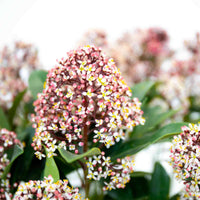 Skimmia Japonica Rubella