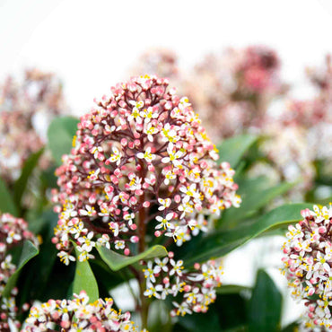 detalhe das flores perfumadas planta de exterior com flor resistente para jardim varanda ou interior skimmia japonica rubella em formato arbusto com pequenas folhas verdes e cachos de flores em tons brancos ou rosa