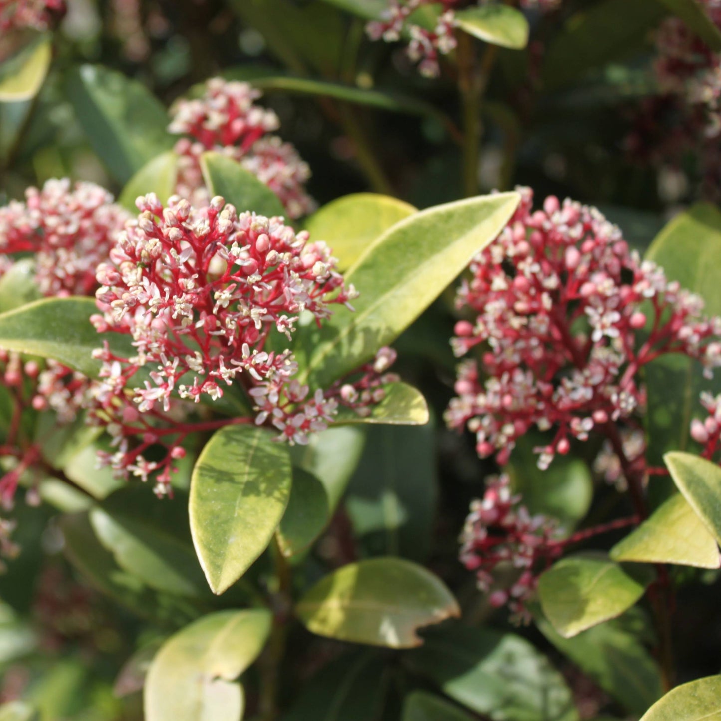 Skimmia Japonica Rubella