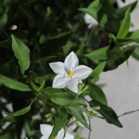 Solanum Jasminoides