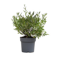 Solanum Jasminoides