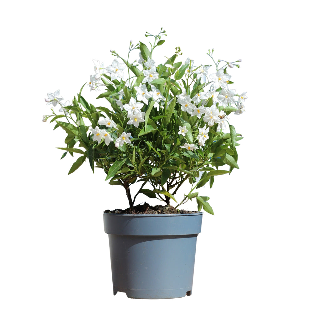 Solanum Jasminoides