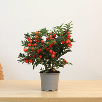 Solanum Pseudocapsicum