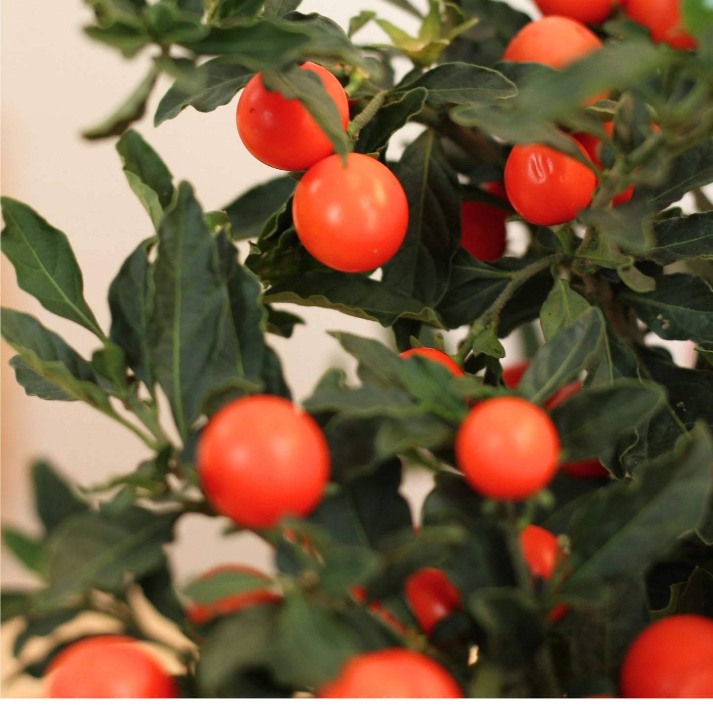 Solanum Pseudocapsicum