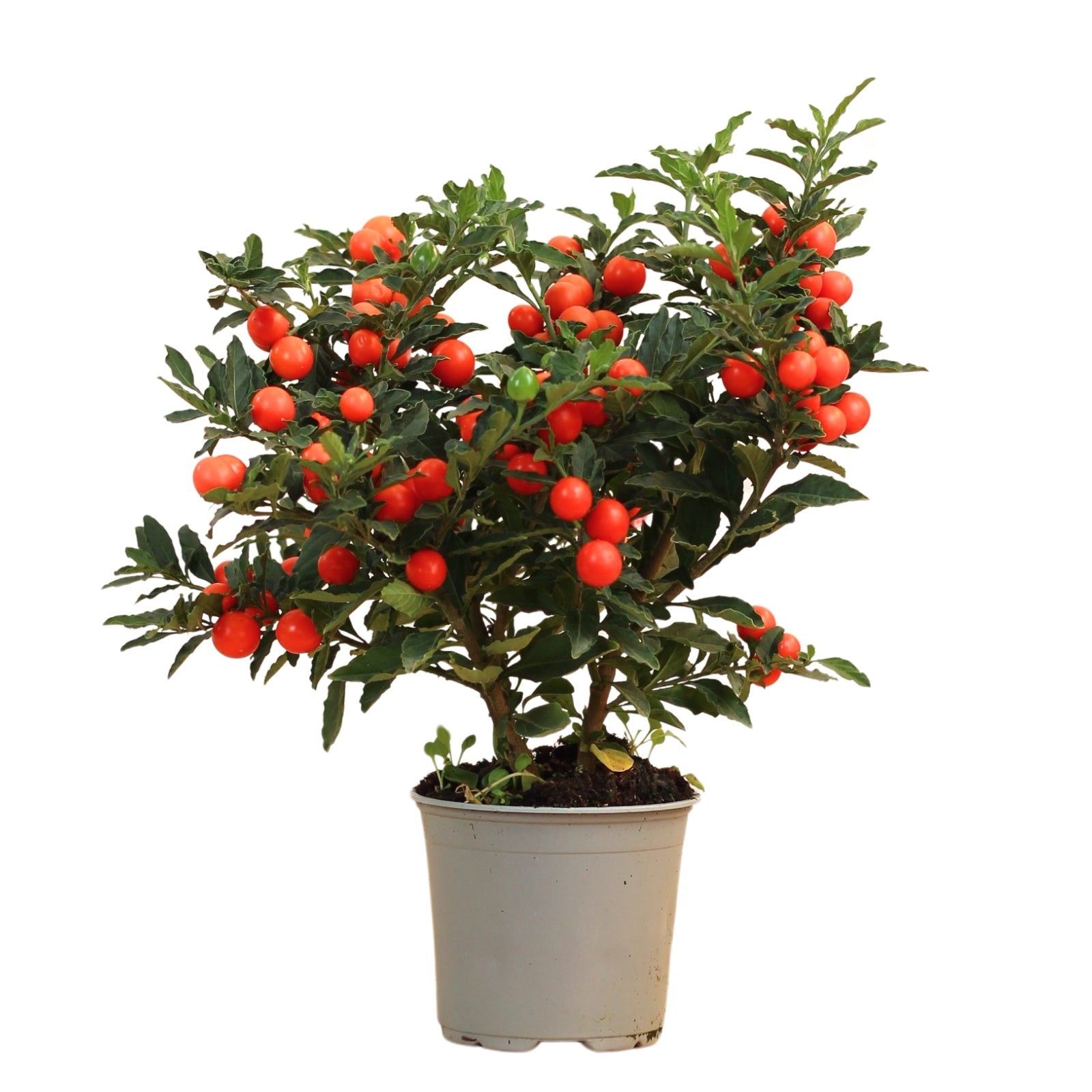 Solanum Pseudocapsicum