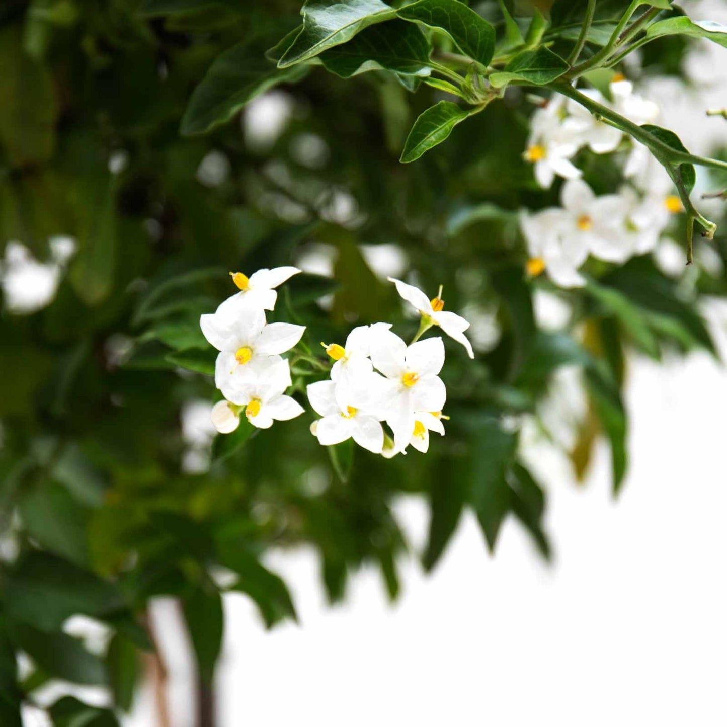 Solanum jasminoides