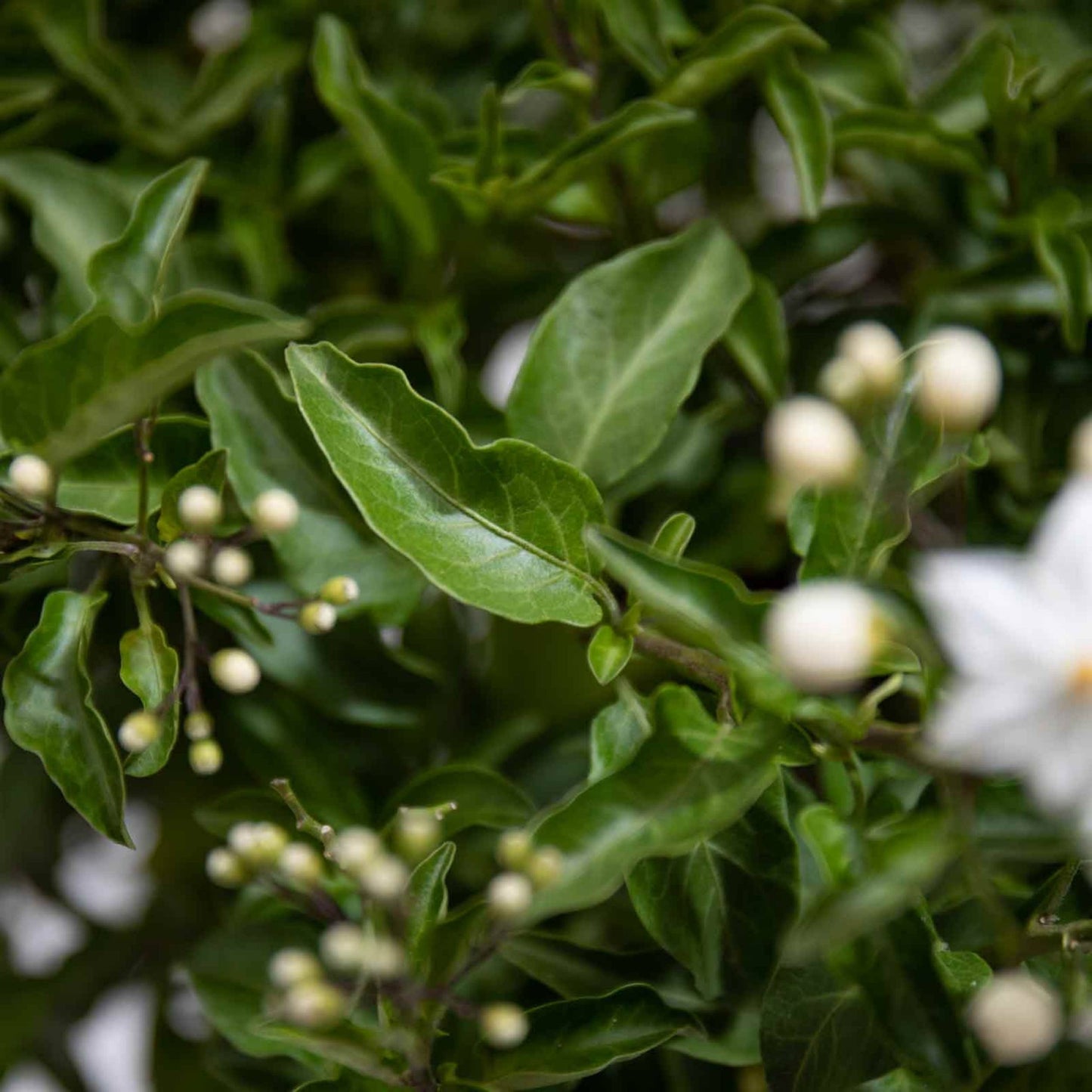 Solanum jasminoides