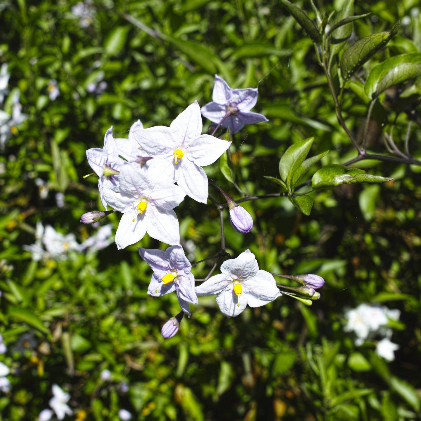 Solanum jasminoides