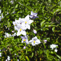 Solanum jasminoides