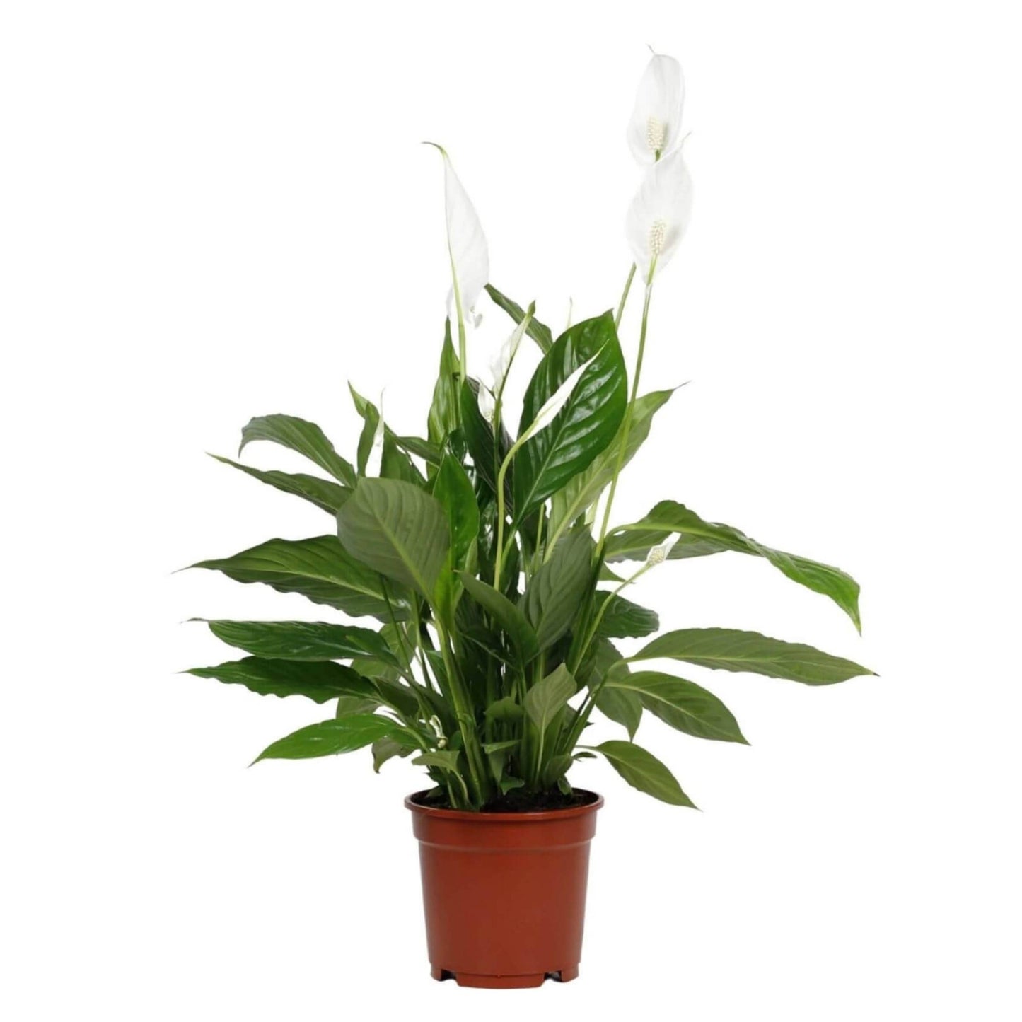 spathiphyllum vivaldi lirio da paz