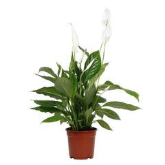 Peace Lily