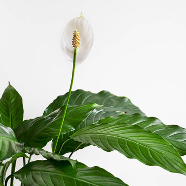 Peace Lily