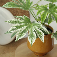 Fatsia Japonica Spider's Web