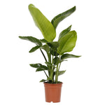 planta de interior best seller resistente fácil de cuidar estrelícia gigante strelitzia nicolai de longos aules verde e grande folhas verdes em vaso de plástico