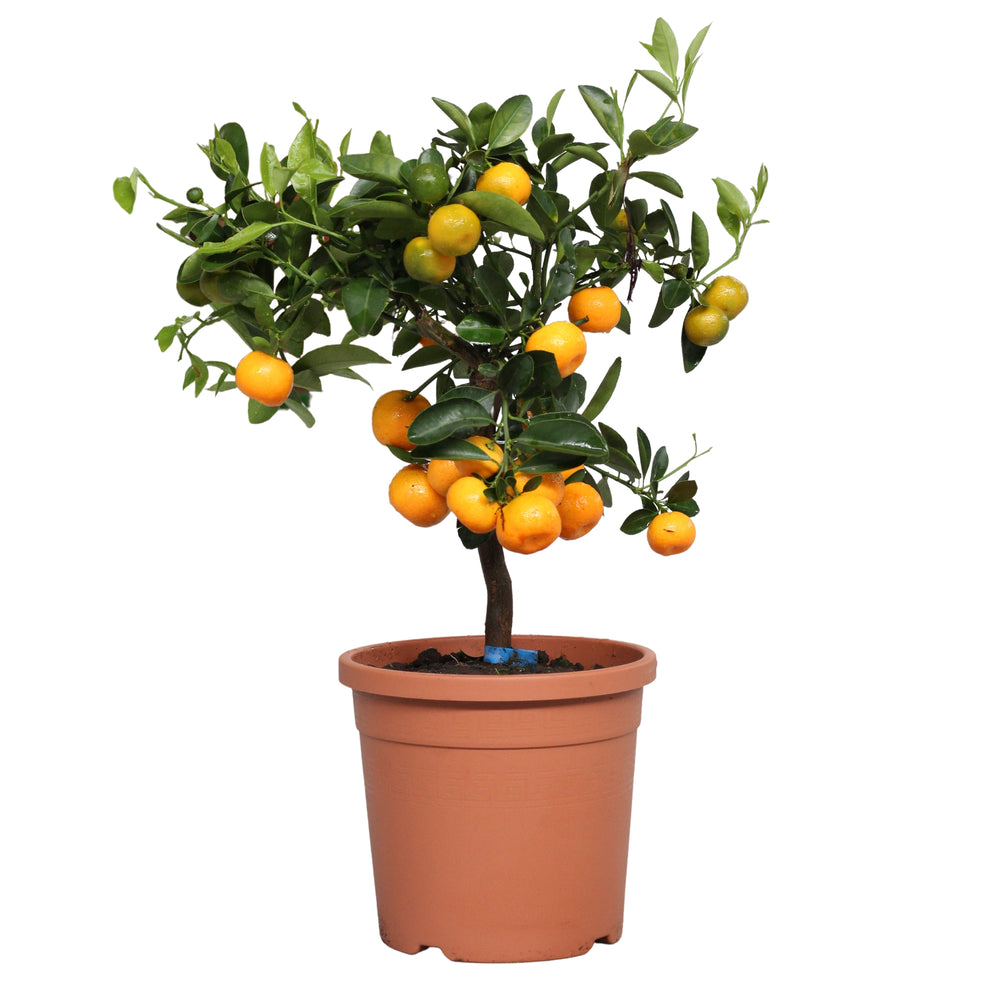 Mandarinier