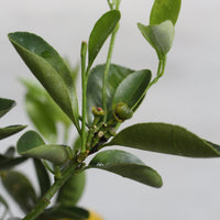 Mandarino