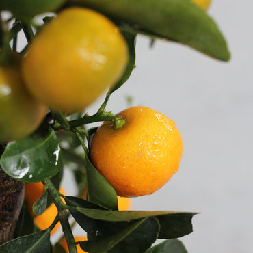 Tangerineira