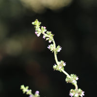 Thymus Citriodorus | Lemon Thyme